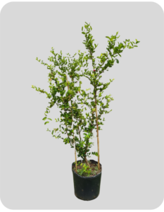acerola 1 50m