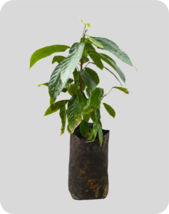 cacau 50cm