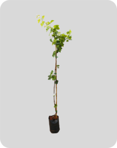 carambola 1 50m