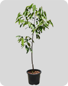 fruta conde 1 60m