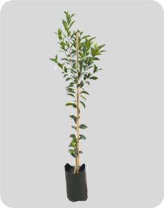 graviola 1 50m