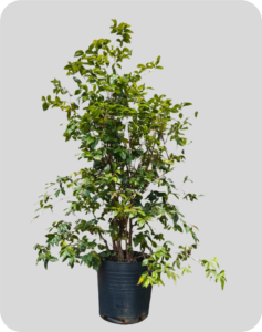 jabuticaba hibrida 1 20m