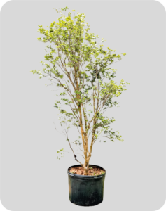 jabuticaba sabara 2m