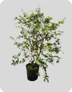 jabuticaba hibrida altura 1 50m