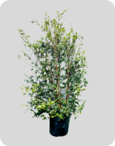 jabuticaba sabara 1 80m