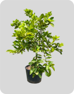 limao tahiti 150cm