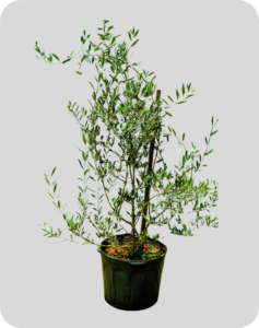 oliveira altura 1 20m
