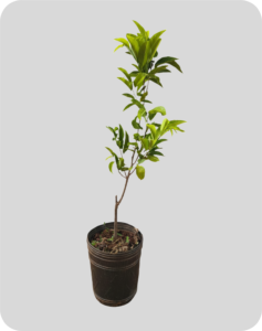 pinha 0 80mm