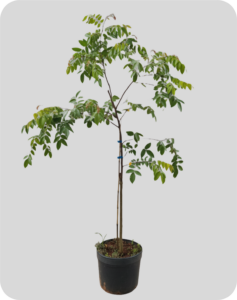 Carambola